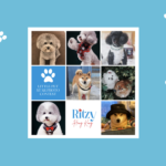 pet contest